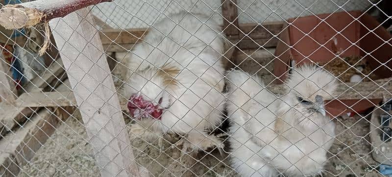 Silkie white Breeder 8