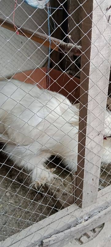 Silkie white Breeder 9