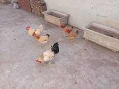 Three hens and Two cocks with cage are for sale