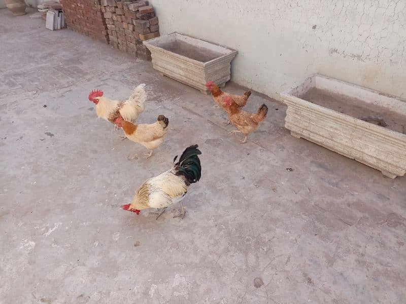 Three hens and Two cocks with cage are for sale 0