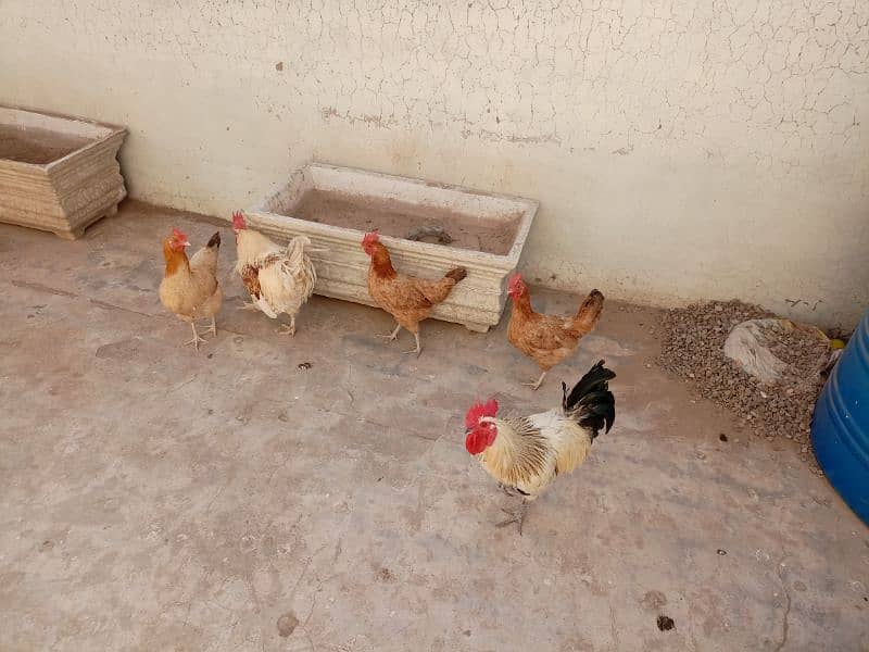 Three hens and Two cocks with cage are for sale 1