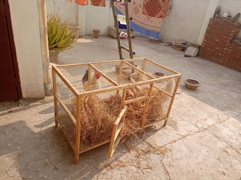 Three hens and Two cocks with cage are for sale 3