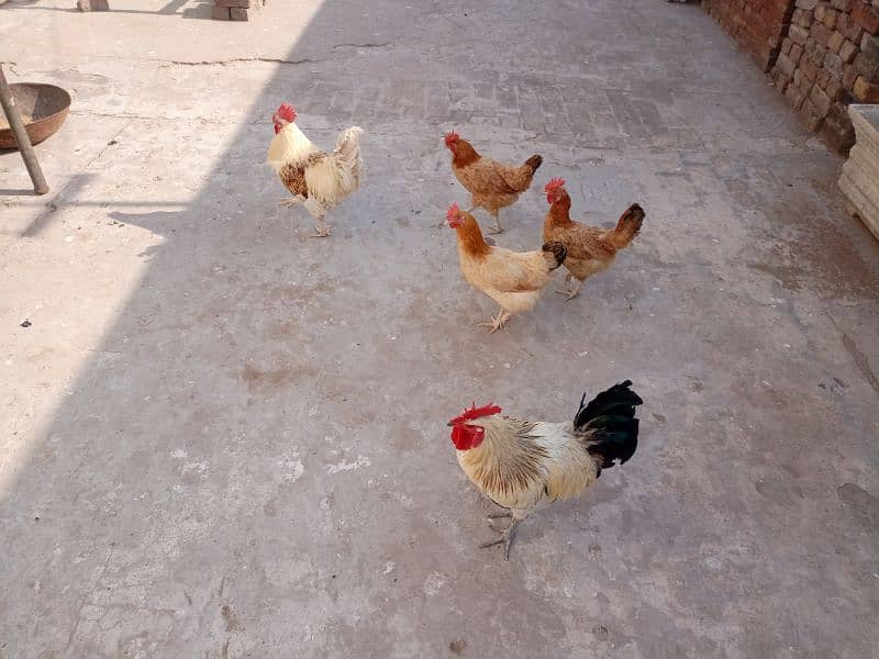 Three hens and Two cocks with cage are for sale 4