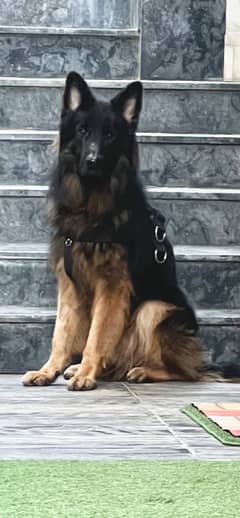 German Shepherd  | Long Coated German Shepherd | GSD