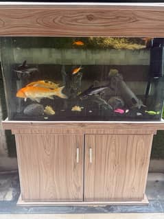 Fish Aquarium