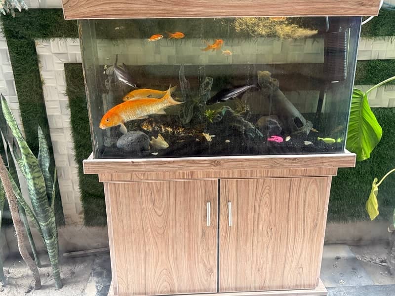 Fish Aquarium 1