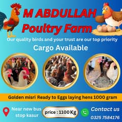 Golden misri | desi murghi | Hen | desi murga | misri hens