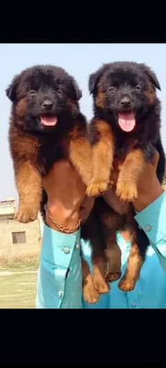 German Shepherd  double coat pair for sale