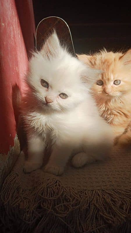 Persian kittens for sale 0