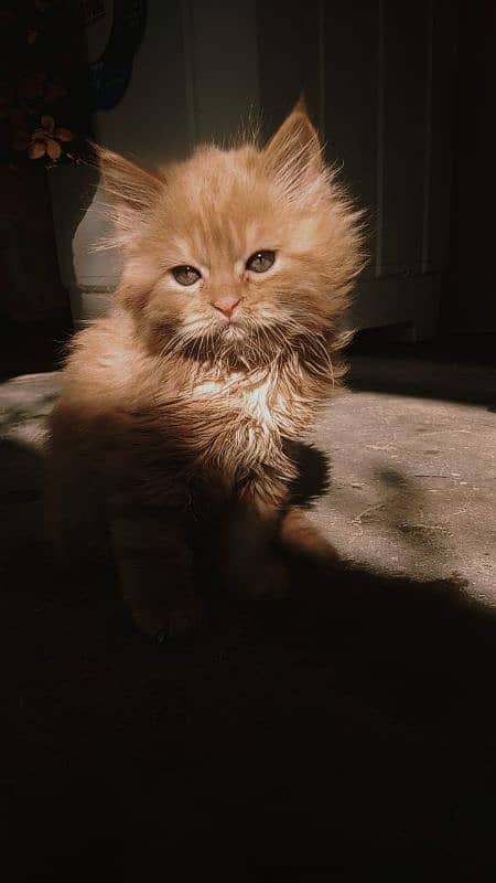 Persian kittens for sale 1