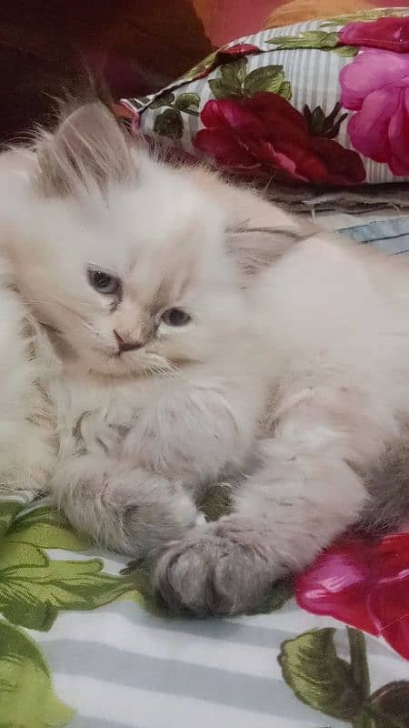 Persian kittens for sale 2