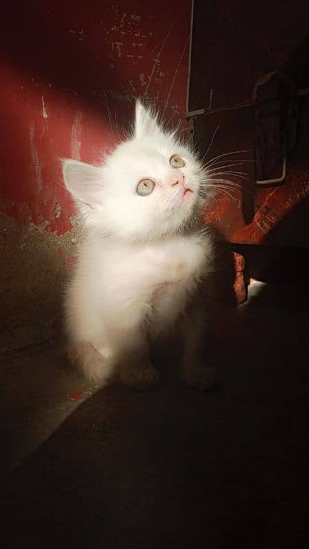 Persian kittens for sale 3