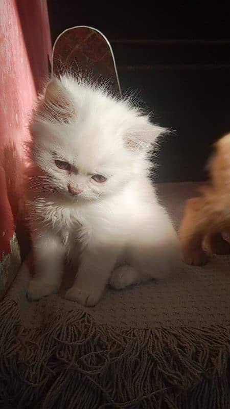 Persian kittens for sale 4