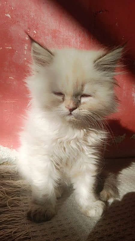 Persian kittens for sale 5