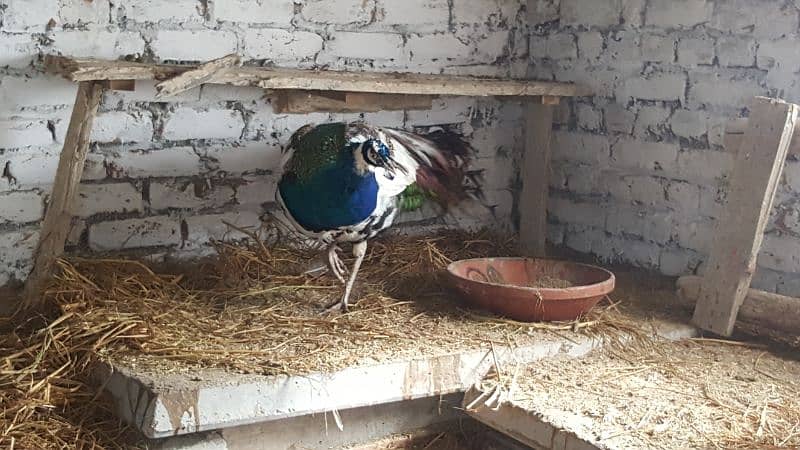 peacock pure pied high quality male 2