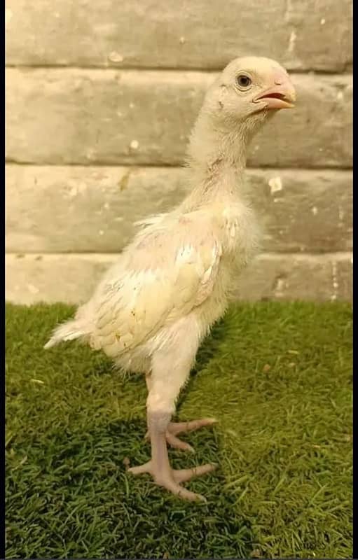 white O shamo/japanese aseel chicks top class available parrot 2