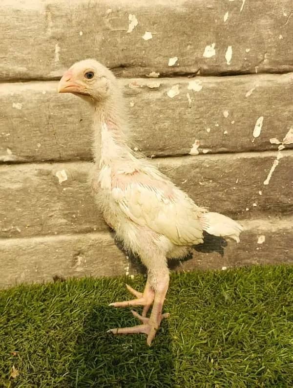 white O shamo/japanese aseel chicks top class available parrot 0