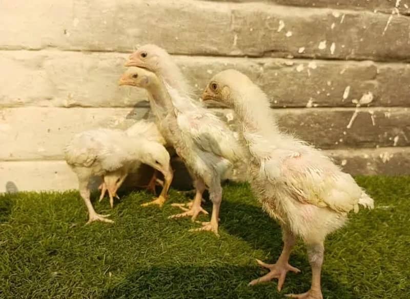 white O shamo/japanese aseel chicks top class available parrot 3