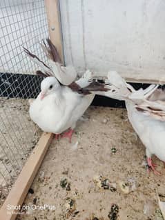 English fantail pigeon pair for sell