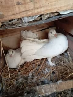 Breeder Pair Pigeons (Healthy and Active)