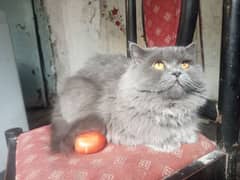 Persian cat Very nice cat, house is short on space so selling