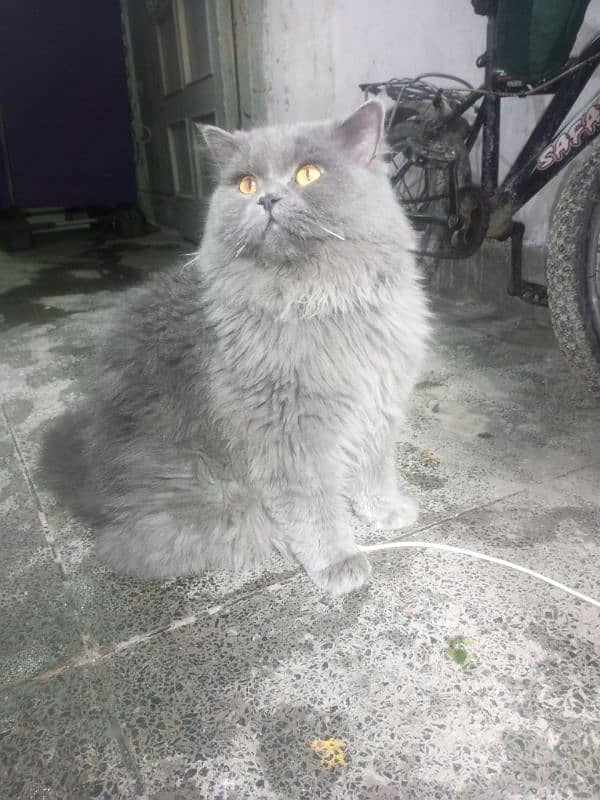 Persian cat Very nice cat, house is short on space so selling 1