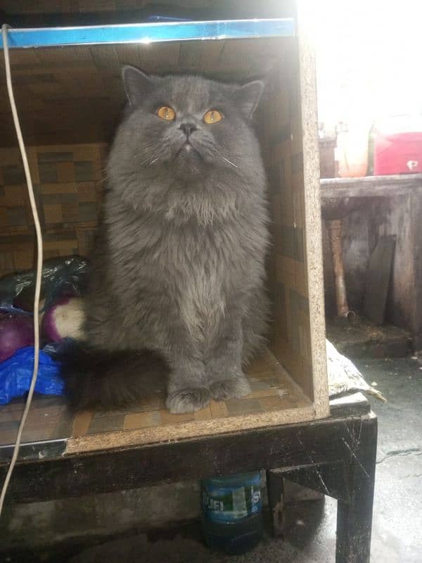 Persian cat Very nice cat, house is short on space so selling 2