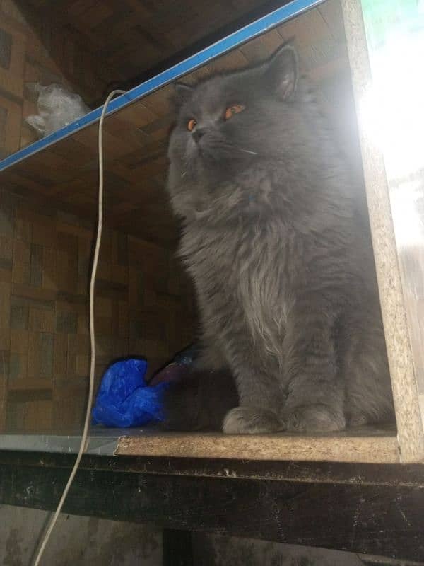 Persian cat Very nice cat, house is short on space so selling 3