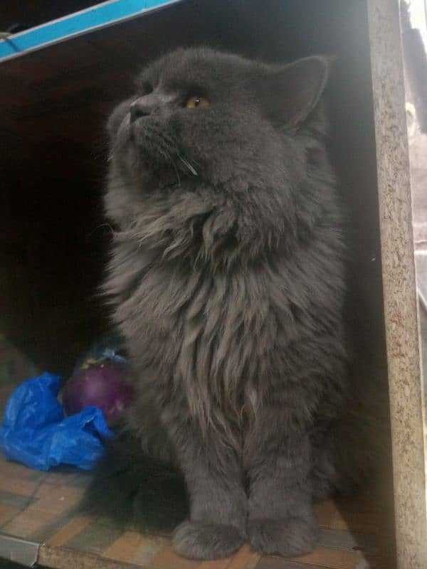 Persian cat Very nice cat, house is short on space so selling 4