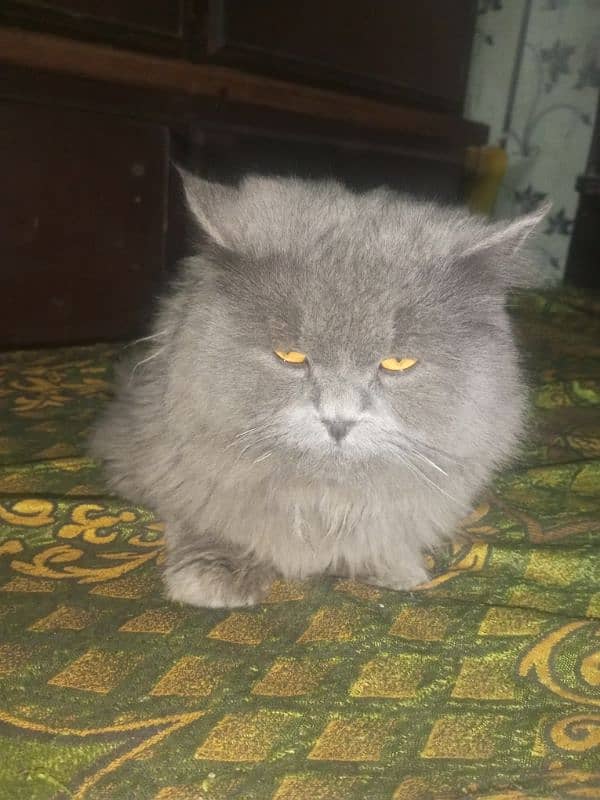 Persian cat Very nice cat, house is short on space so selling 6