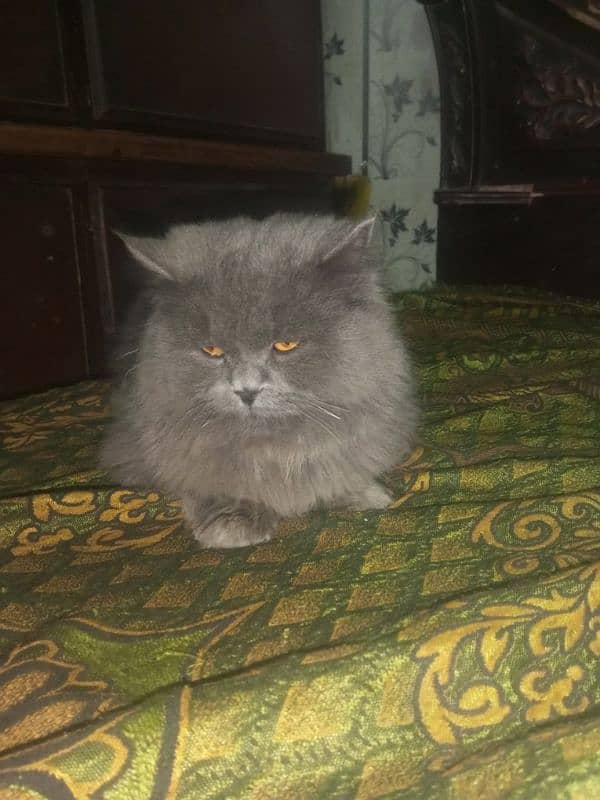 Persian cat Very nice cat, house is short on space so selling 7