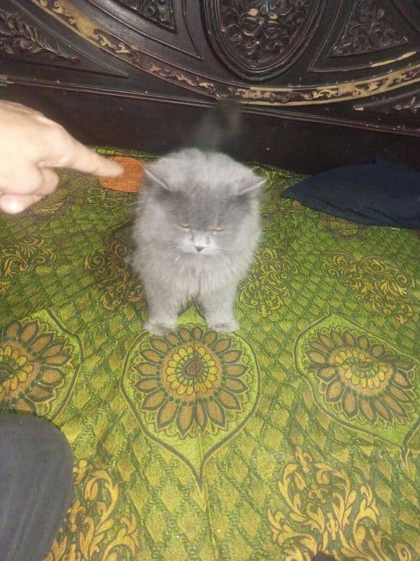 Persian cat Very nice cat, house is short on space so selling 8