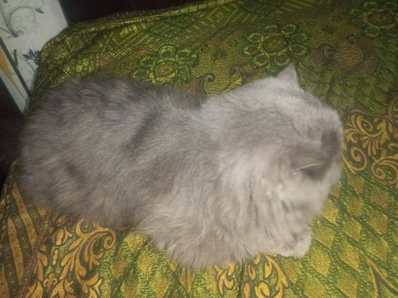 Persian cat Very nice cat, house is short on space so selling 9