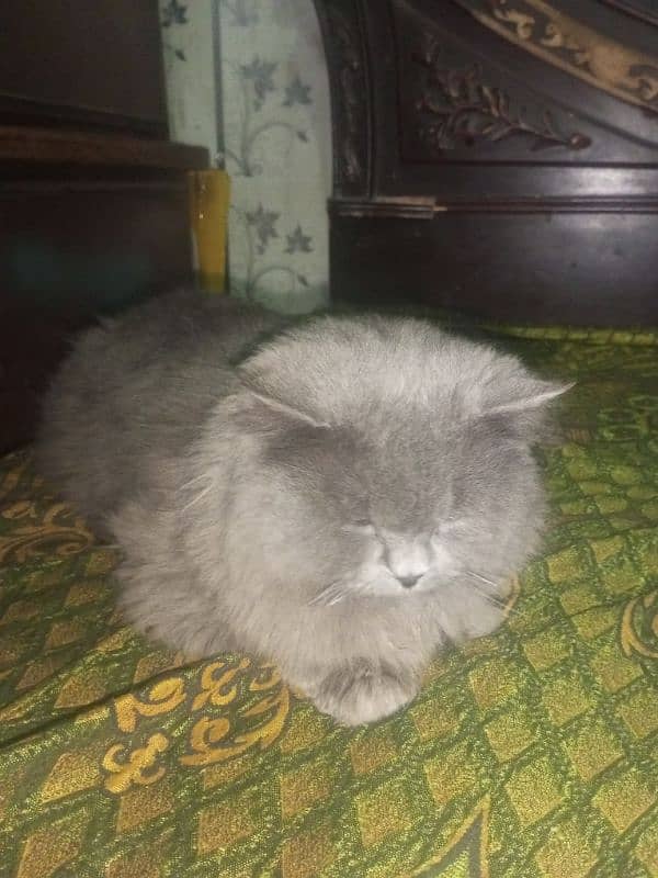 Persian cat Very nice cat, house is short on space so selling 10