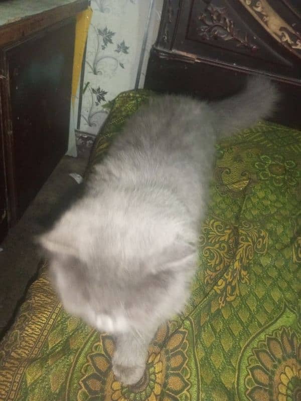 Persian cat Very nice cat, house is short on space so selling 11