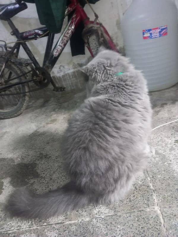 Persian cat Very nice cat, house is short on space so selling 12