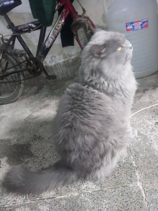 Persian cat Very nice cat, house is short on space so selling 13