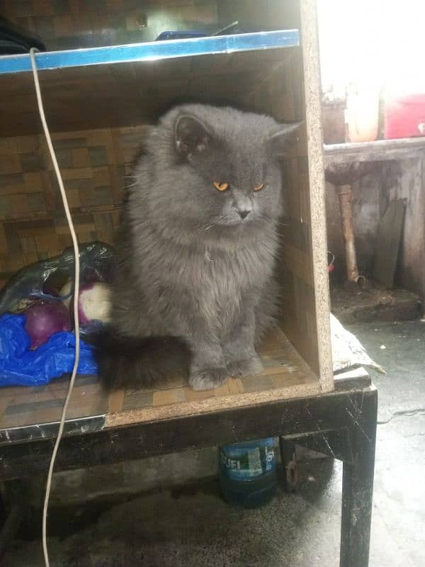 Persian cat Very nice cat, house is short on space so selling 14