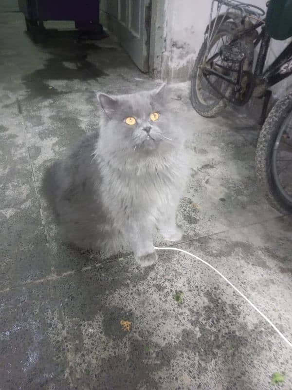 Persian cat Very nice cat, house is short on space so selling 15