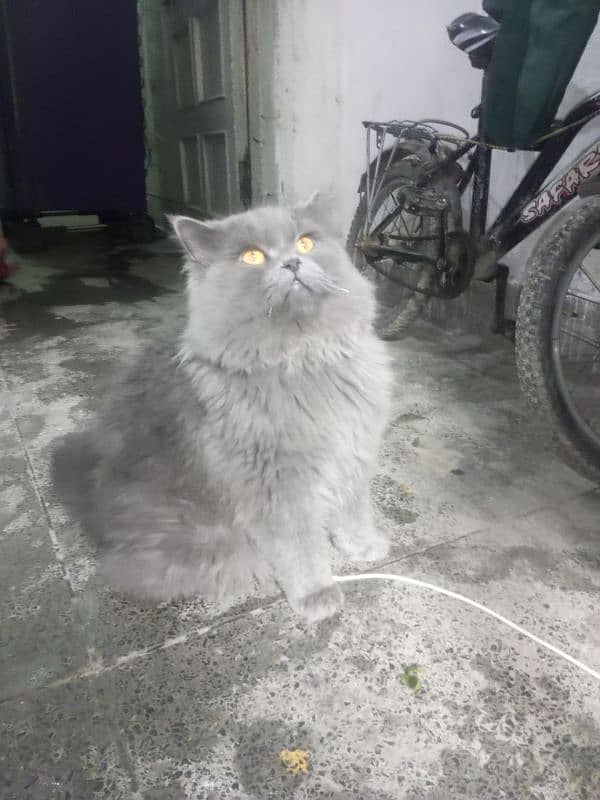 Persian cat Very nice cat, house is short on space so selling 16