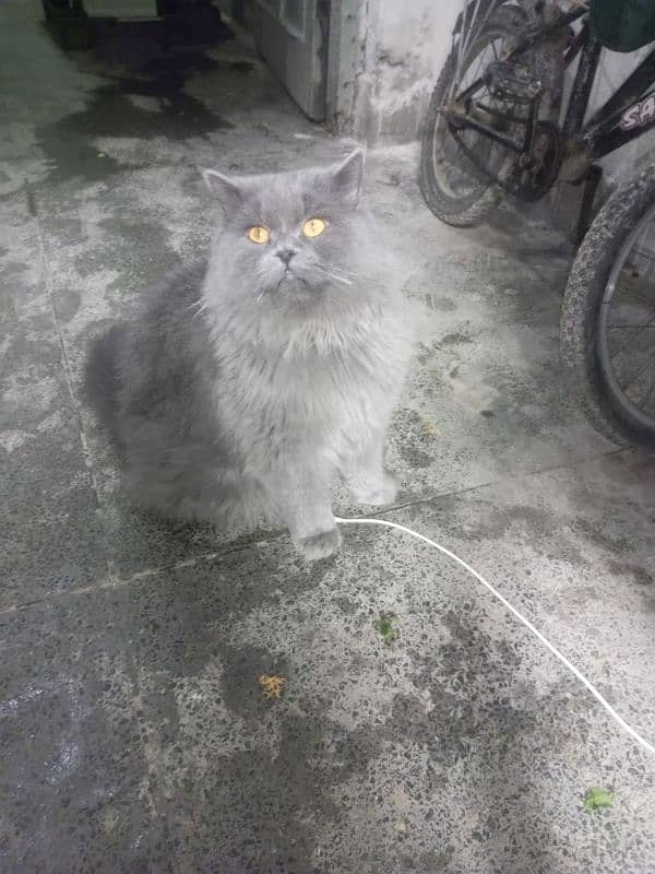 Persian cat Very nice cat, house is short on space so selling 17