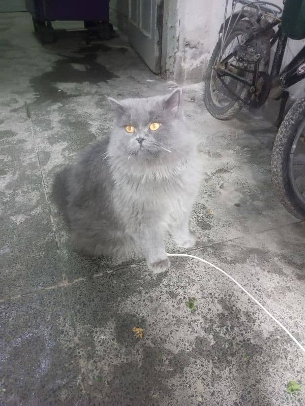 Persian cat Very nice cat, house is short on space so selling 18