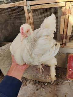 Bantam Buff Females