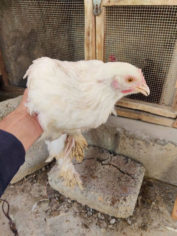 Bantam Buff Females 1