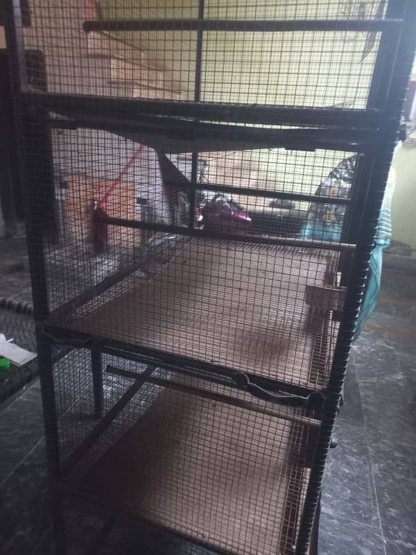 parrots iron cage. 1