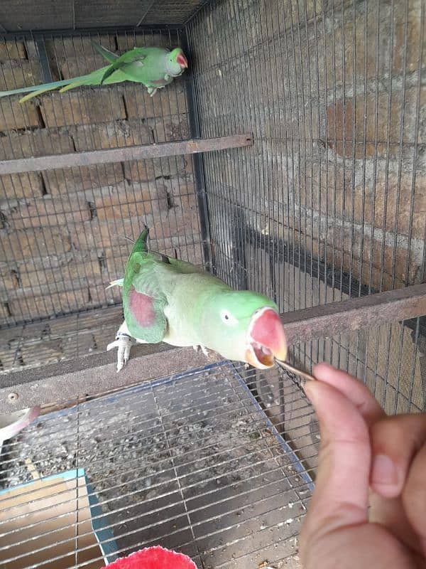 Raw kashmiri parrot breeder pair 0