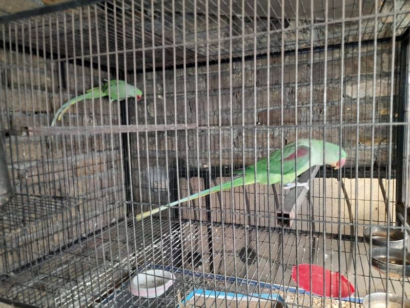 Raw kashmiri parrot breeder pair 1