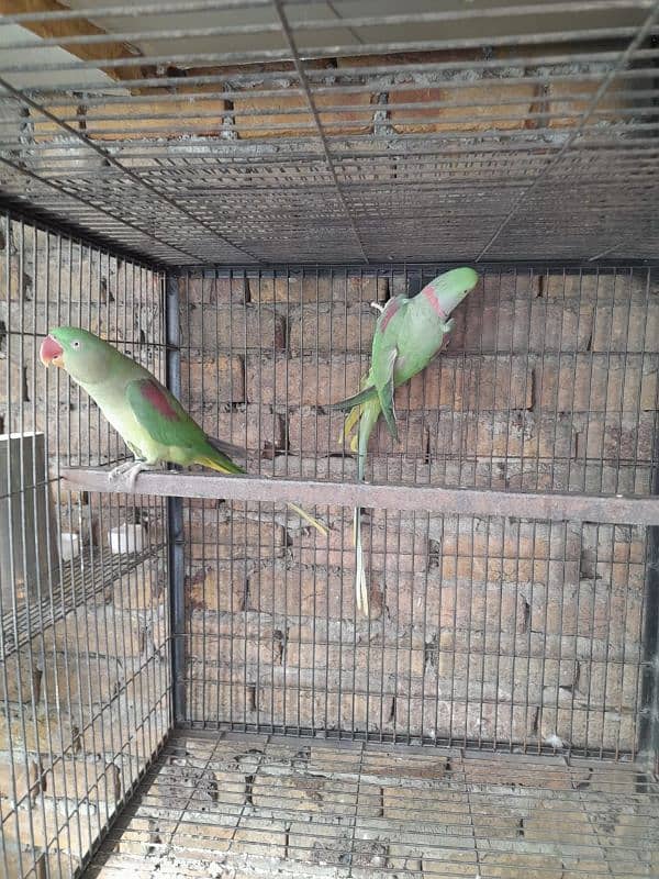 Raw kashmiri parrot breeder pair 2