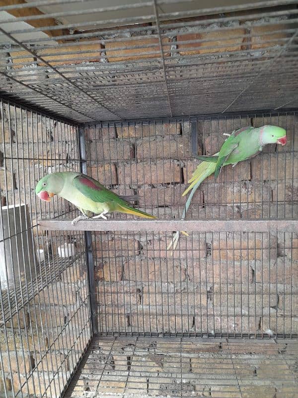 Raw kashmiri parrot breeder pair 3