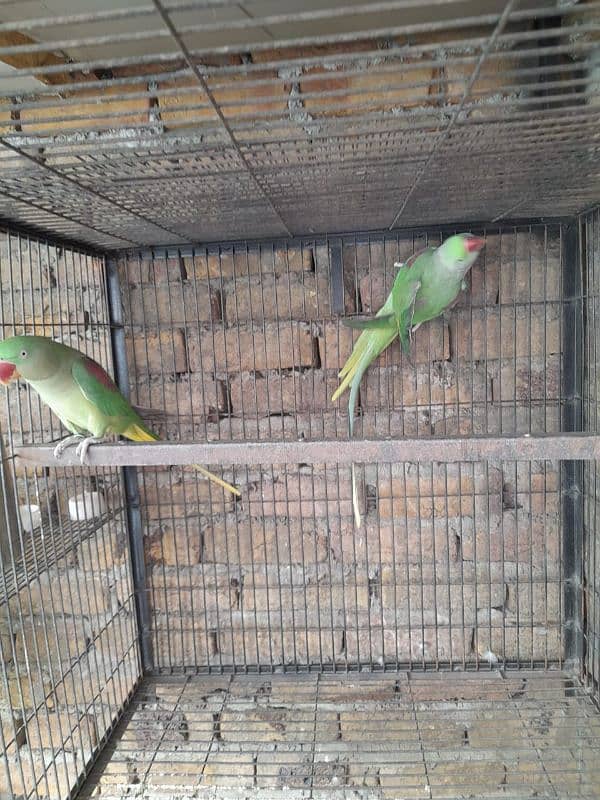 Raw kashmiri parrot breeder pair 4